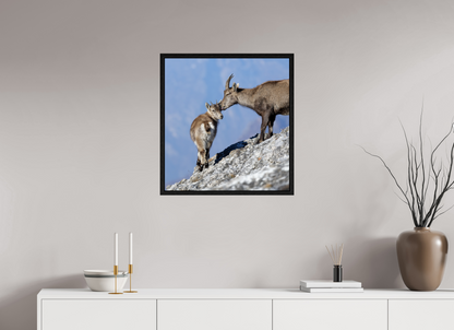 Bouquetin / Ibex