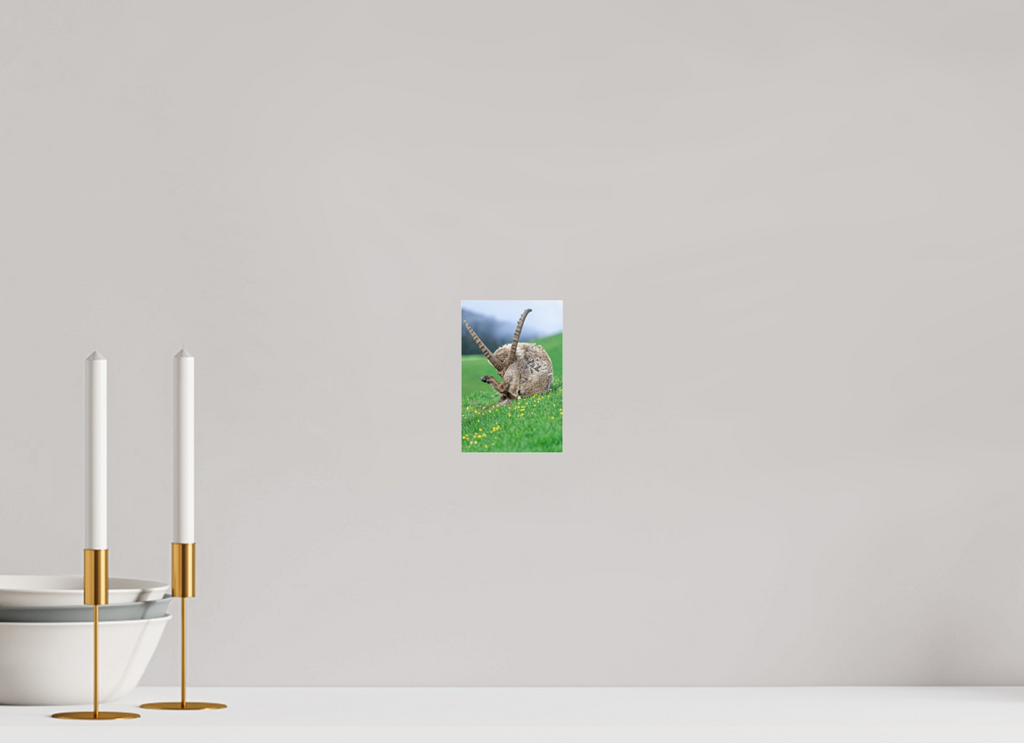 Bouquetin / Ibex