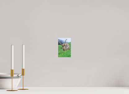 Bouquetin / Ibex