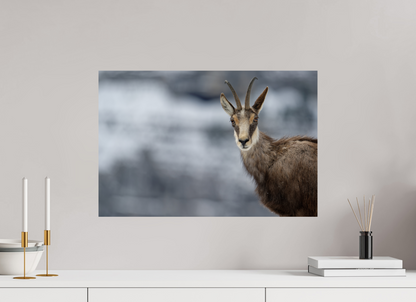 Chamois