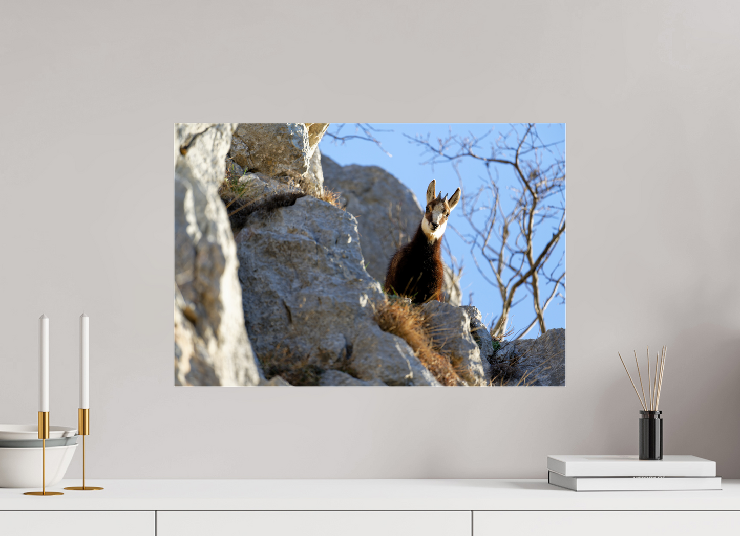 Chamois