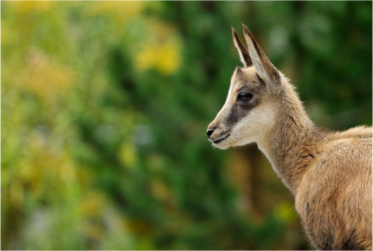 Chamois