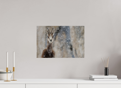 Chamois