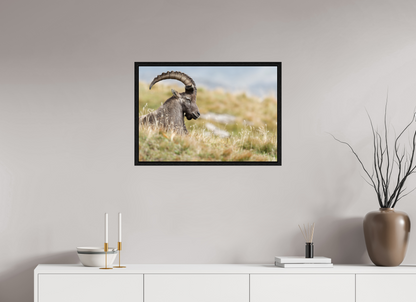Bouquetin / Ibex