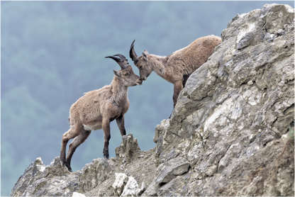 Bouquetin / Ibex