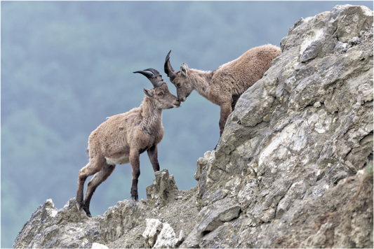 Bouquetin / Ibex
