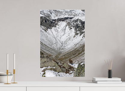 Bouquetin / Ibex
