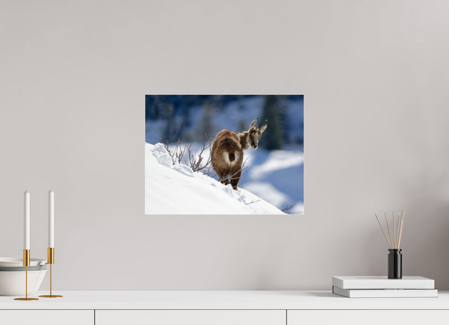 Chamois