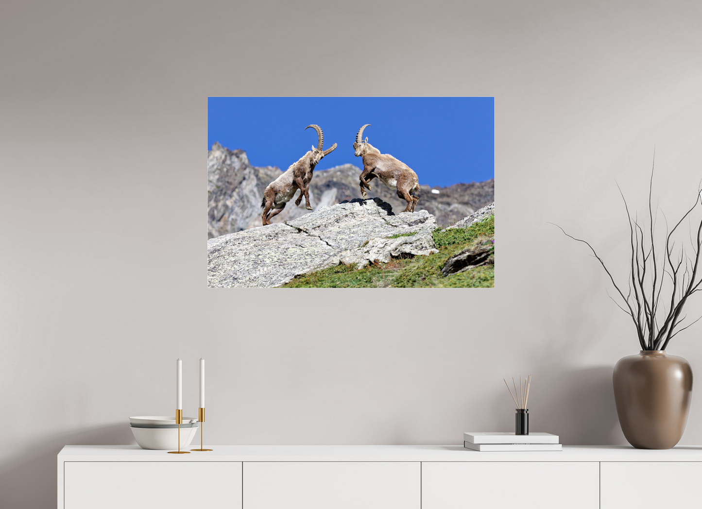 Bouquetin / Ibex