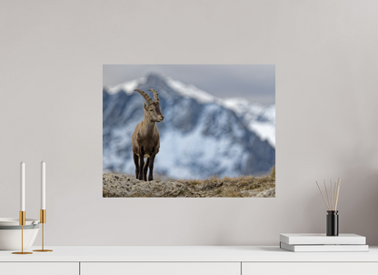 Bouquetin / Ibex