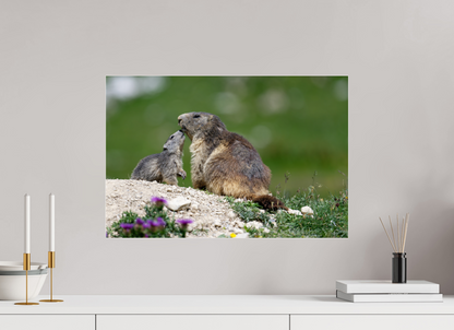 Marmotte / Groundhog