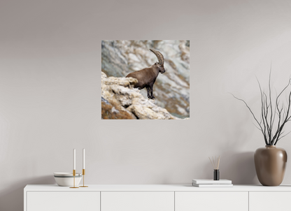 Bouquetin / Ibex