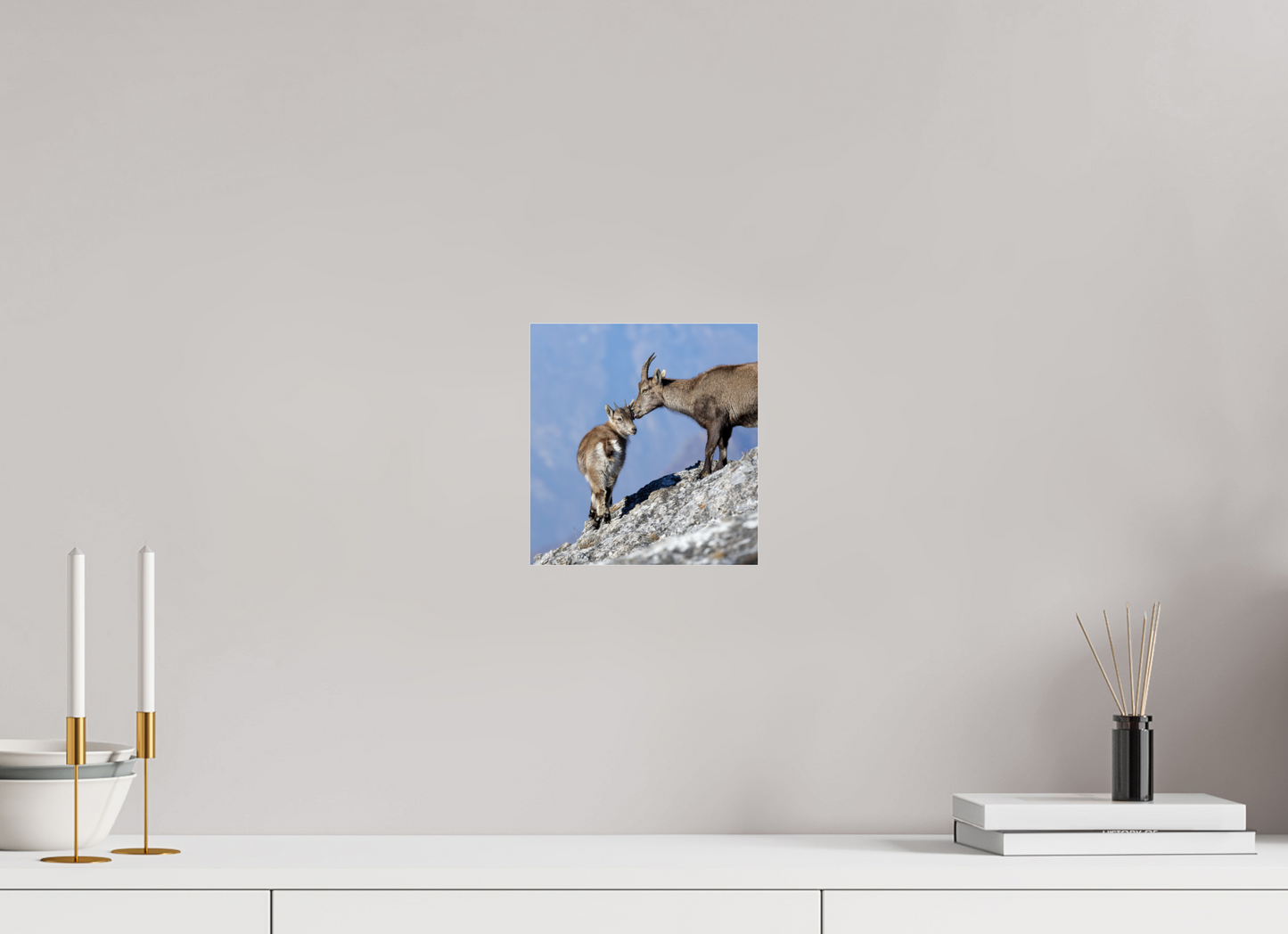 Bouquetin / Ibex