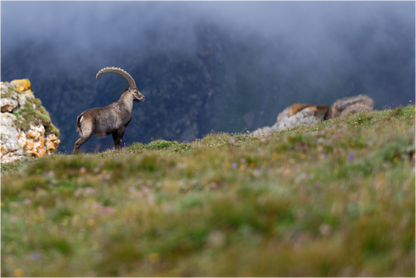 Bouquetin / Ibex