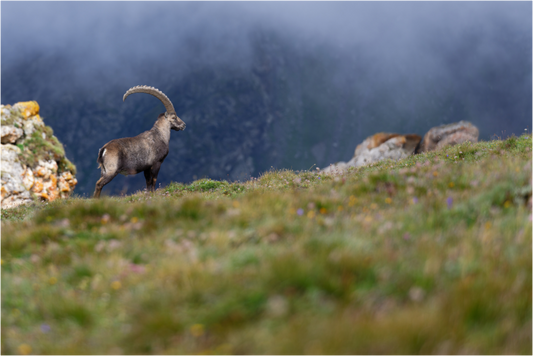 Bouquetin / Ibex