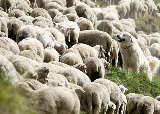 Autres animaux / Other animals