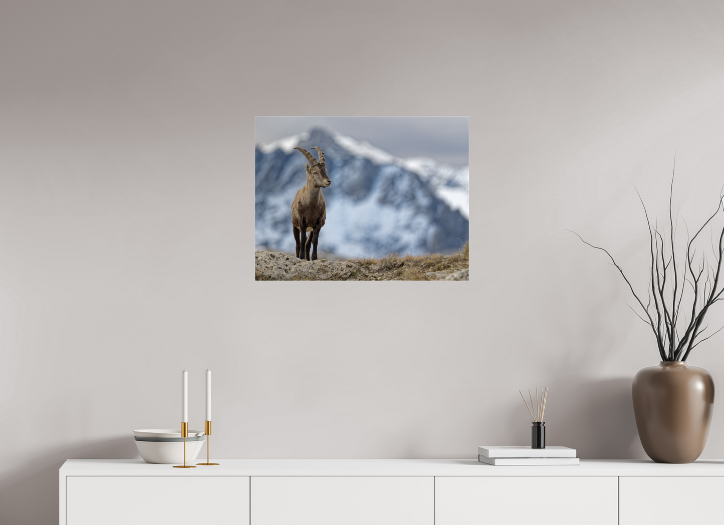 Bouquetin / Ibex