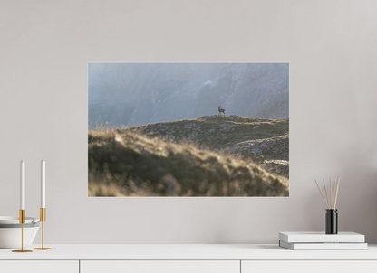 Bouquetin / Ibex