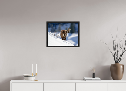 Chamois