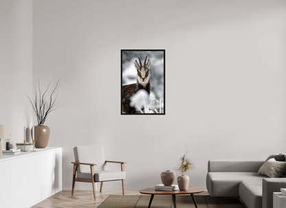 Chamois