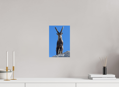 Bouquetin / Ibex
