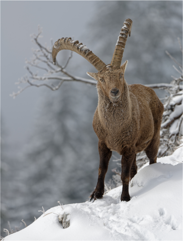 Bouquetin / Ibex