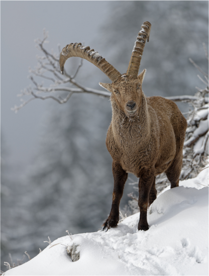 Bouquetin / Ibex