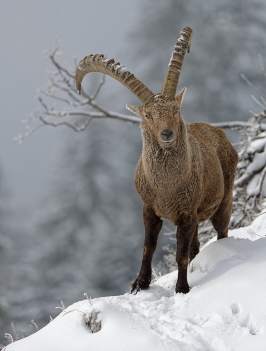 Bouquetin / Ibex