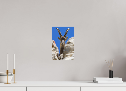 Bouquetin / Ibex