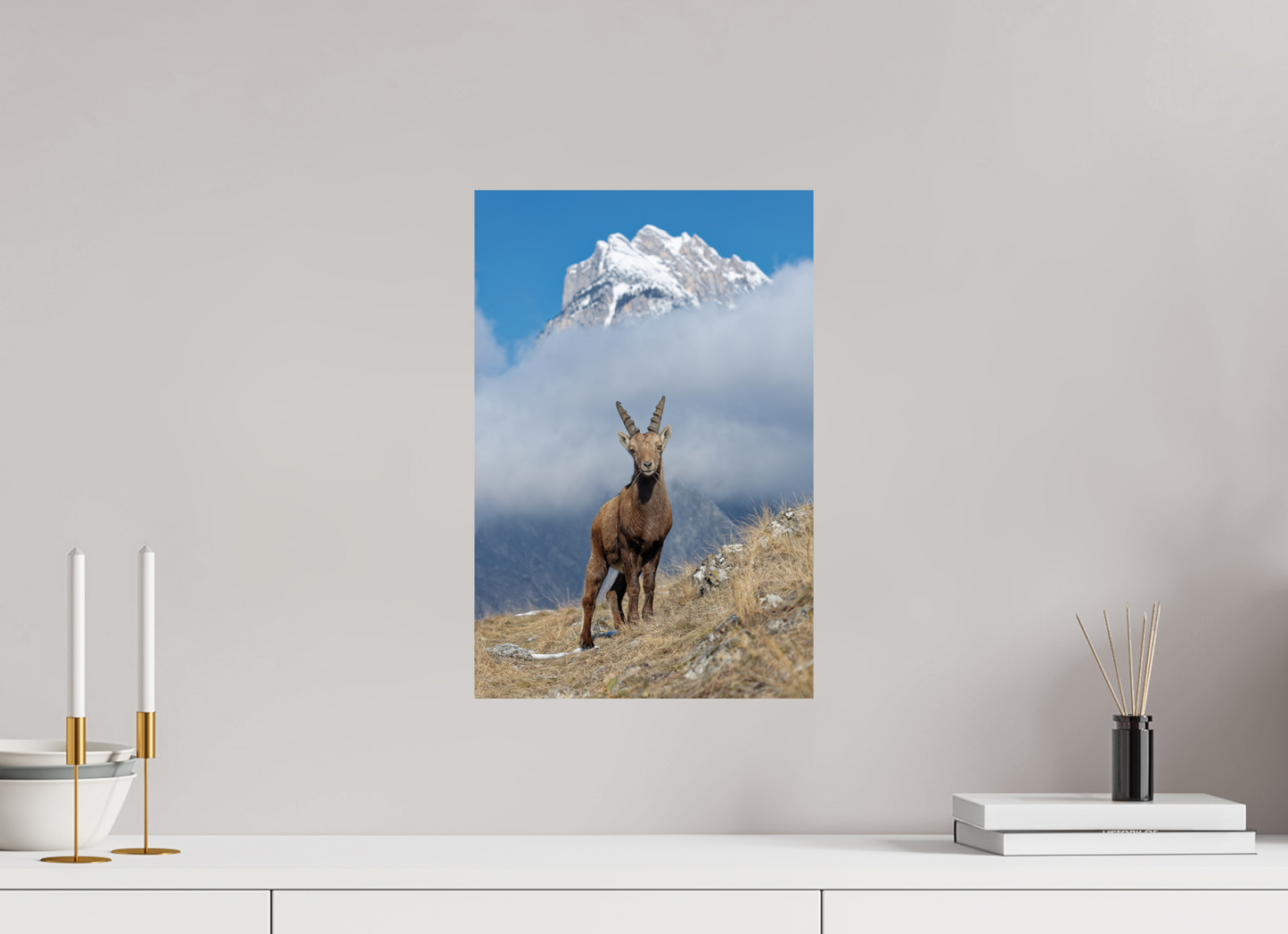 Bouquetin / Ibex
