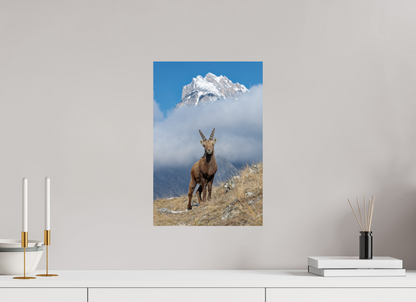 Bouquetin / Ibex