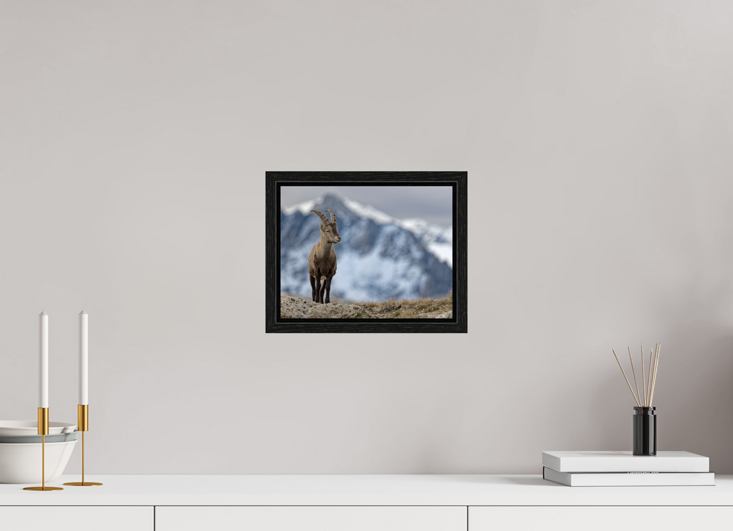 Bouquetin / Ibex