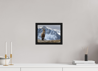 Bouquetin / Ibex