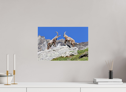 Bouquetin / Ibex