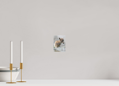 Bouquetin / Ibex