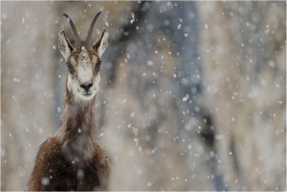Chamois