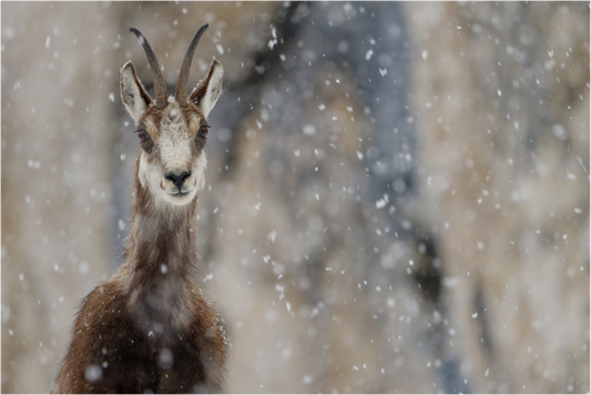 Chamois