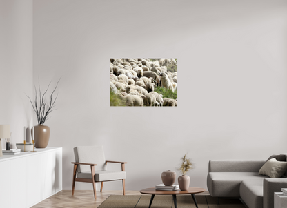 Autres animaux / Other animals