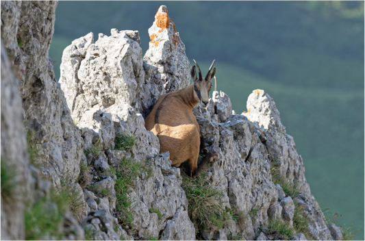 Chamois