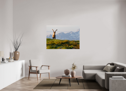 Bouquetin / Ibex