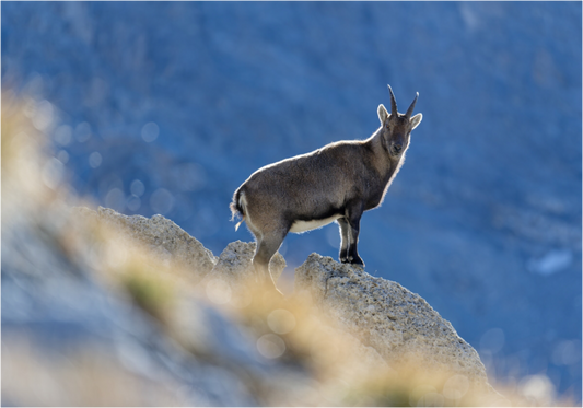 Bouquetin / Ibex
