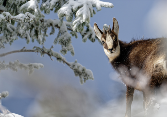Chamois