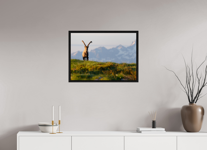 Bouquetin / Ibex