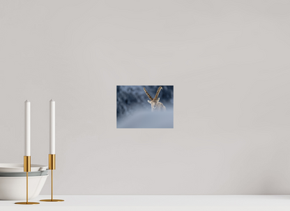 Bouquetin / Ibex